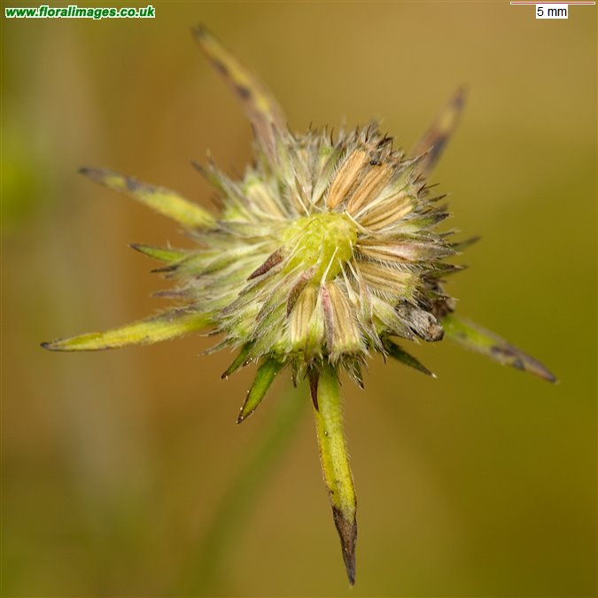 Succisa pratensis