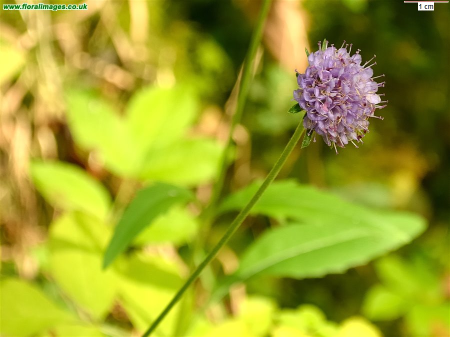 Succisa pratensis