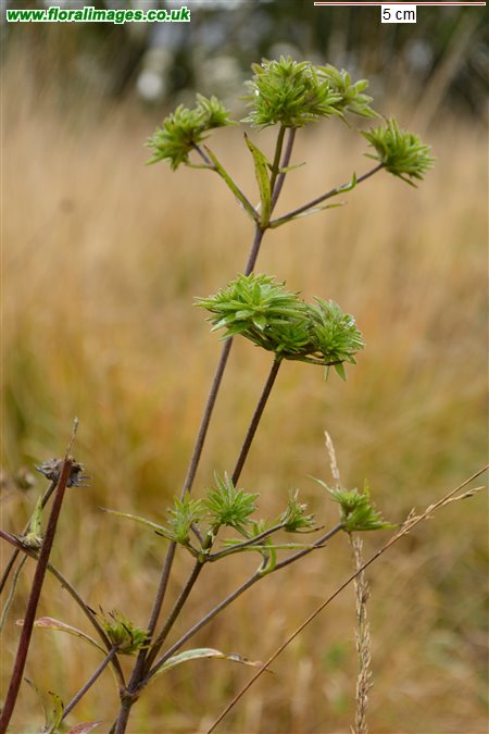 Succisa pratensis