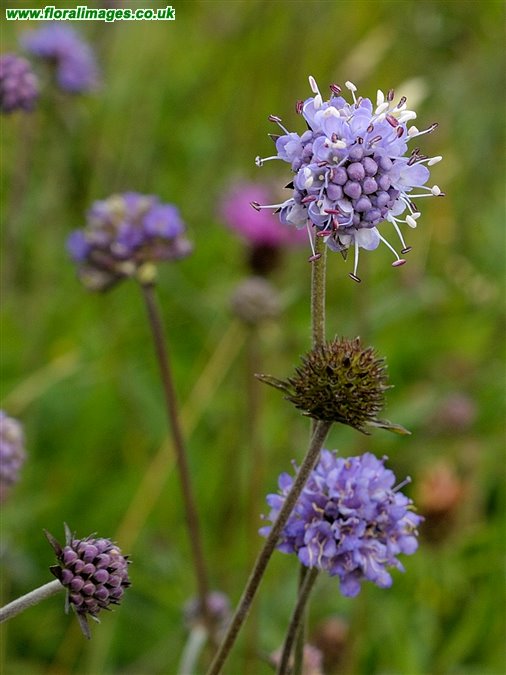 Succisa pratensis