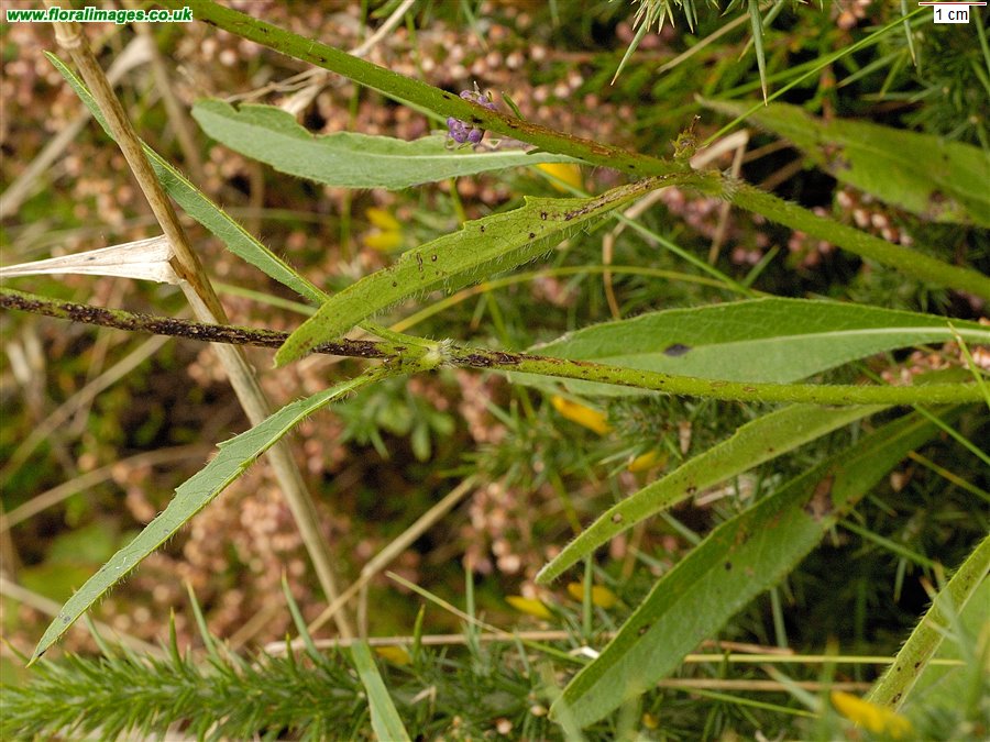 Succisa pratensis
