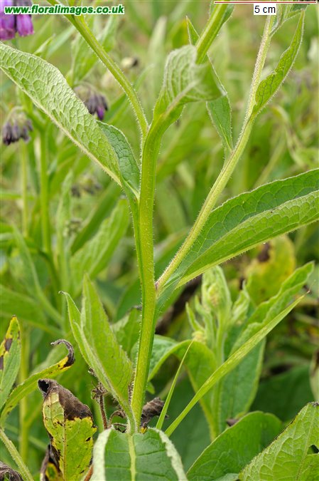 Symphytum officinale
