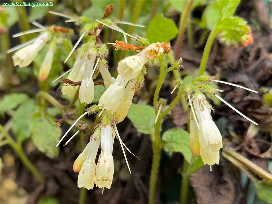 Symphytum tuberosum
