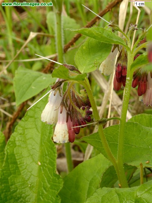 Symphytum x hidcotense