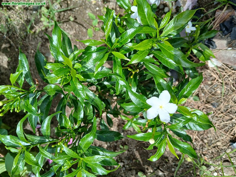 Tabernaemontana divaricata