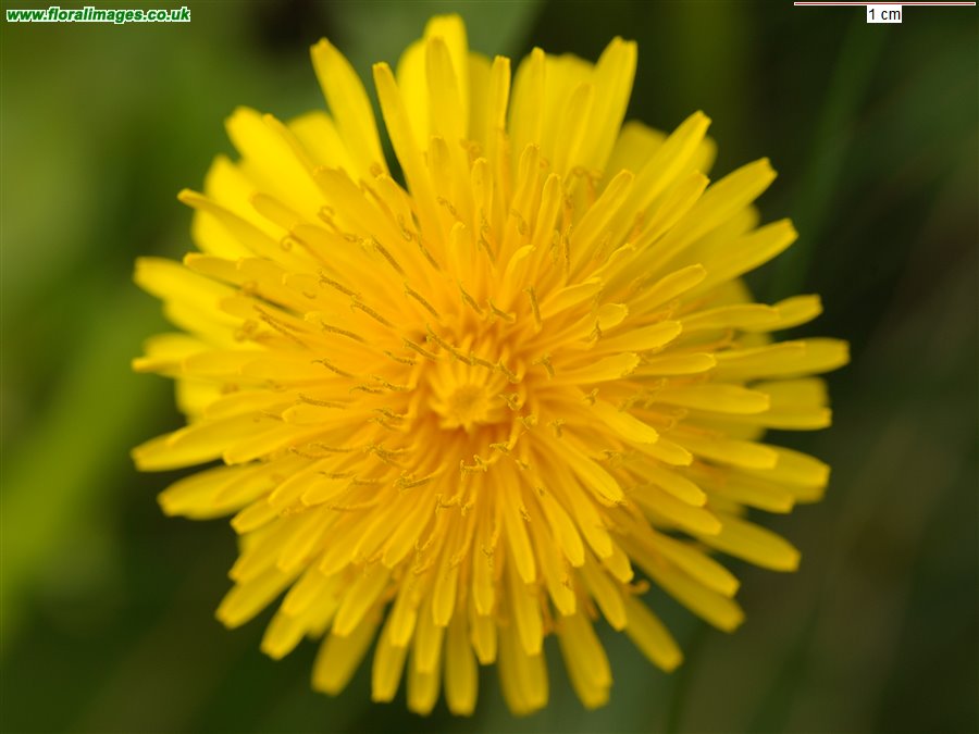 Taraxacum agg.