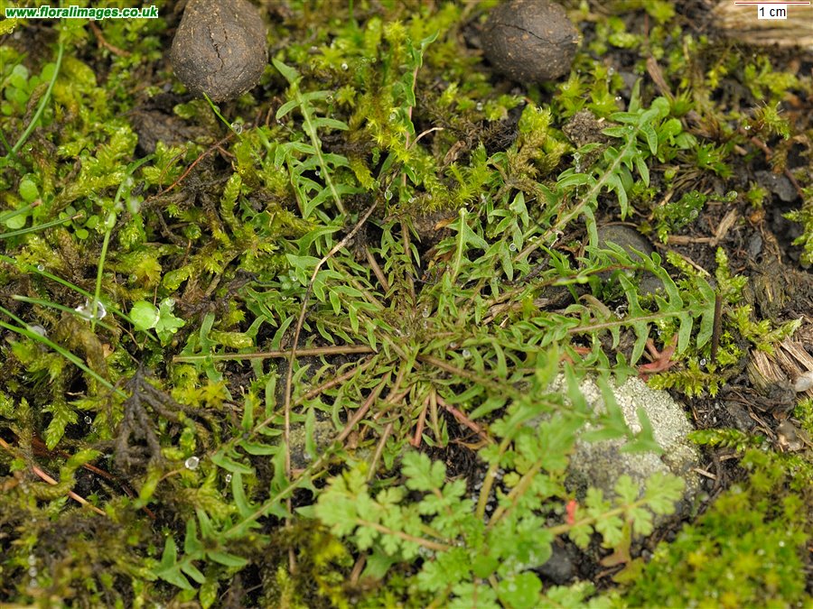 Taraxacum falcatum