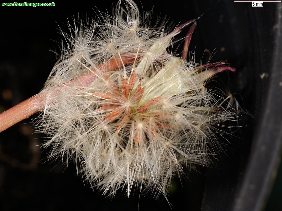 Taraxacum 'iscanum'