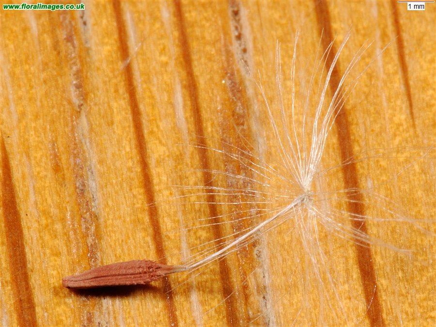 Taraxacum 'iscanum'