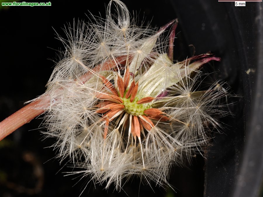 Taraxacum 'iscanum'