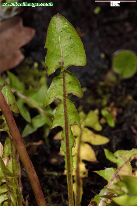 Taraxacum 'iscanum'