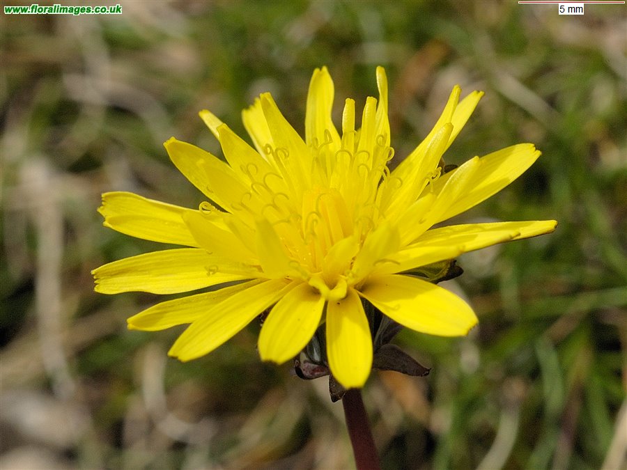 Taraxacum Section Erythrosperma
