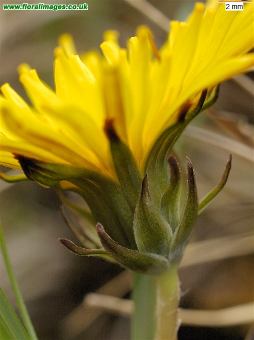 Taraxacum Section Hamata