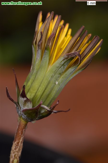 Taraxacum vachelliae