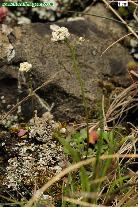 Teesdalia nudicaulis