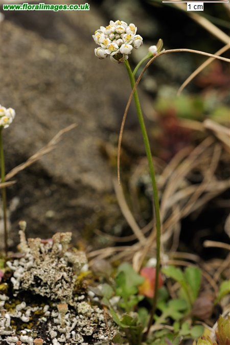 Teesdalia nudicaulis