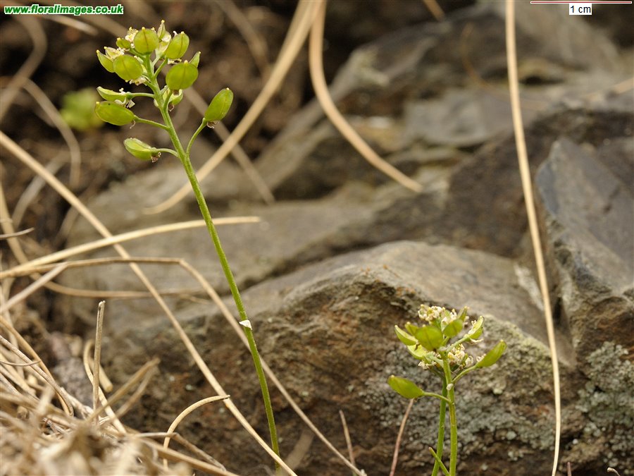 Teesdalia nudicaulis
