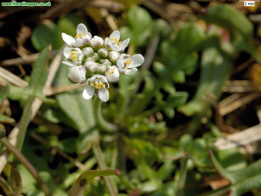 Teesdalia nudicaulis