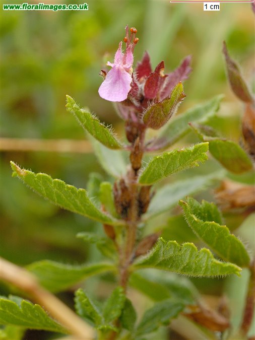Teucrium chamaedrys