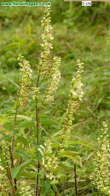 Teucrium scorodonia