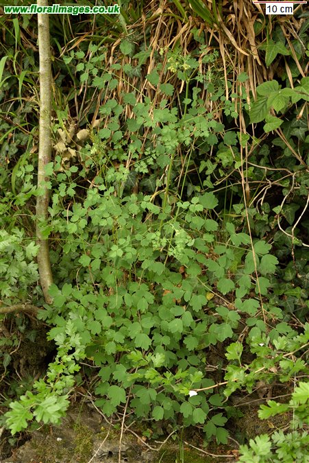 Thalictrum minus