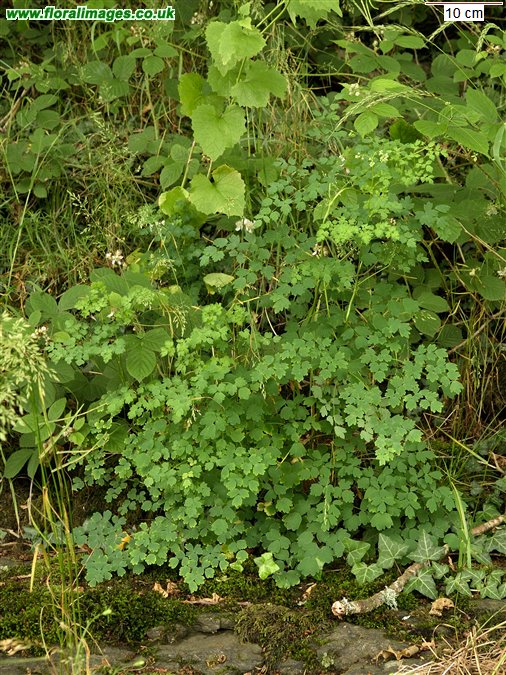 Thalictrum minus