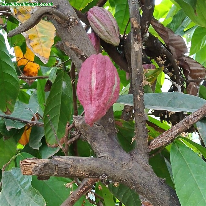 Theobroma cacao