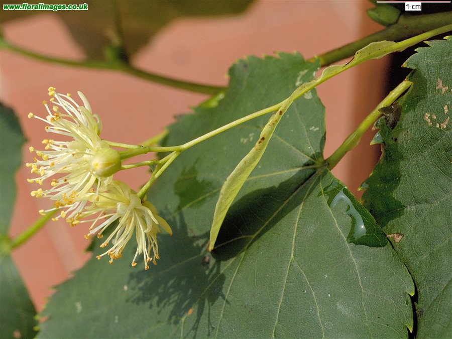 Tilia cordata