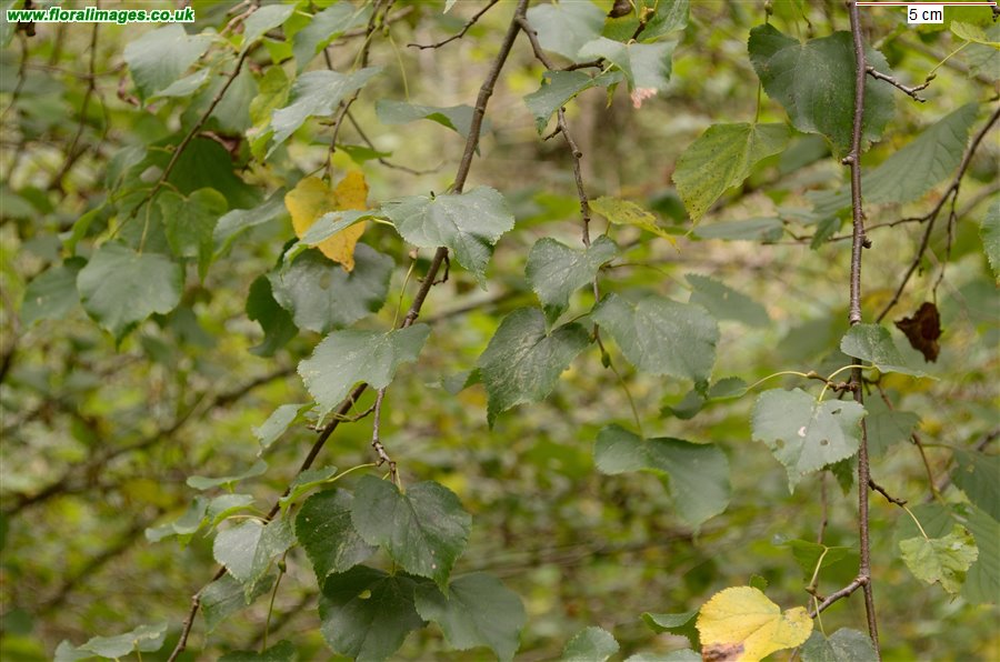 Tilia cordata