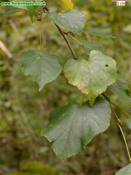 Tilia cordata