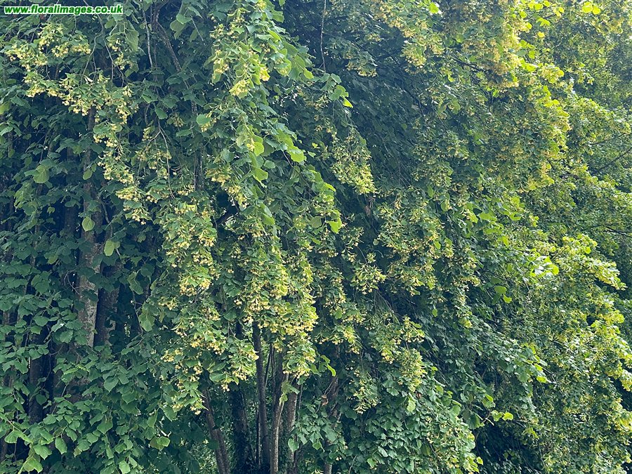 Tilia x europaea