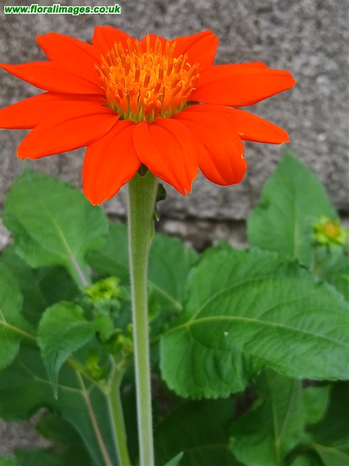 Tithonia rotundifolia