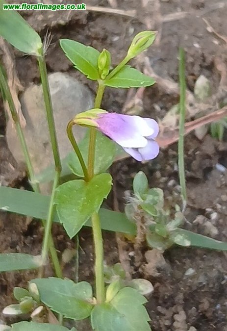 Torenia crustacea