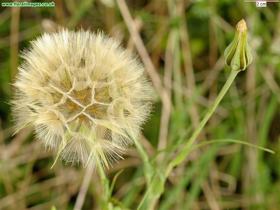 Tragopogon pratensis