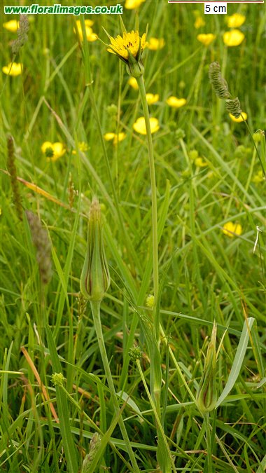 Tragopogon pratensis