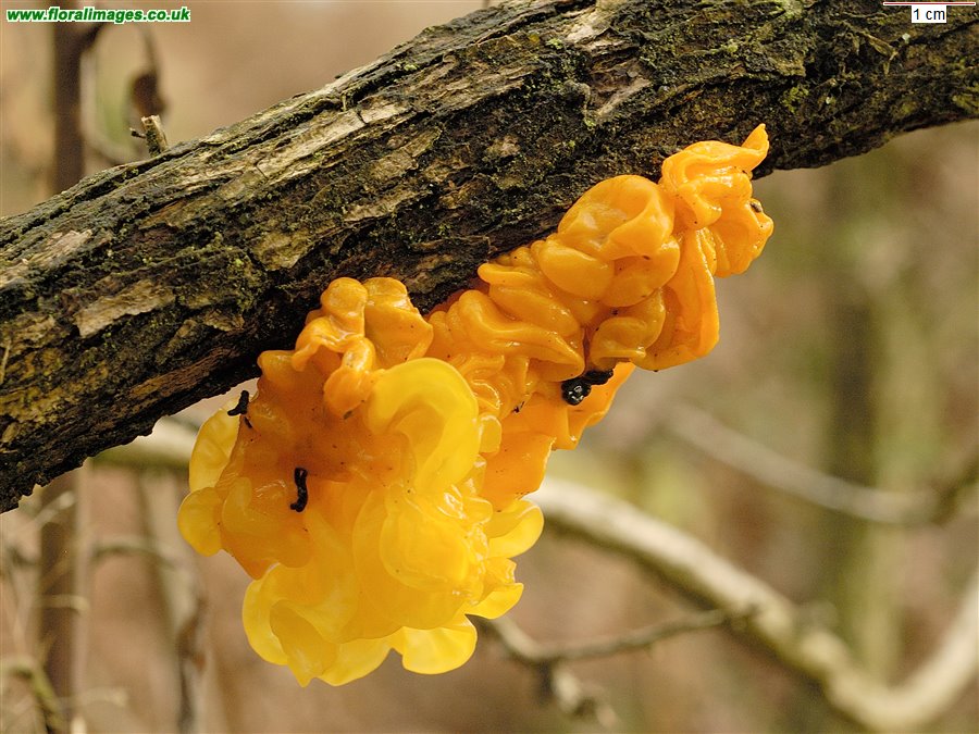 Tremella mesenterica