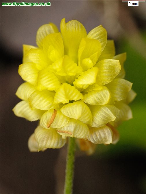 Trifolium campestre