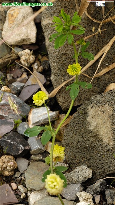 Trifolium campestre