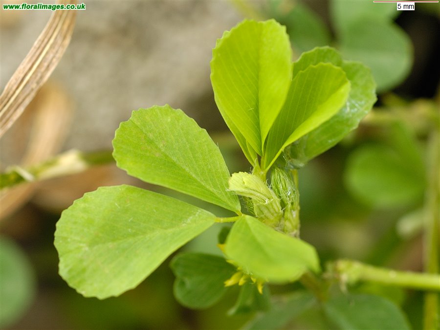 Trifolium campestre