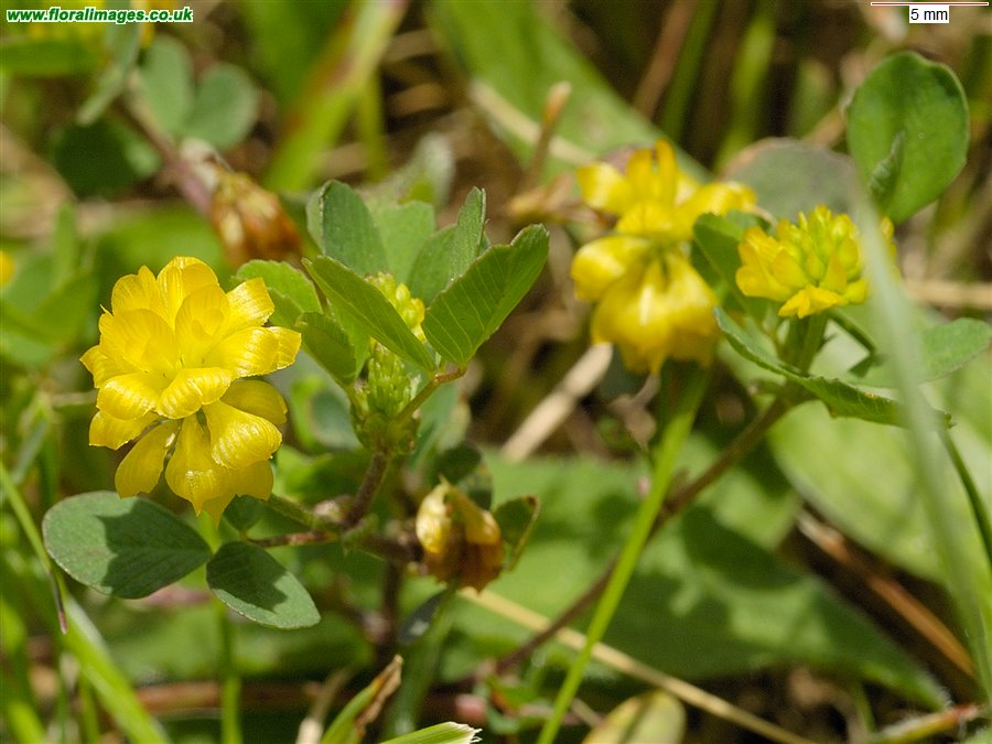 Trifolium campestre
