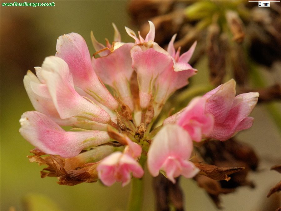 Trifolium hybridum