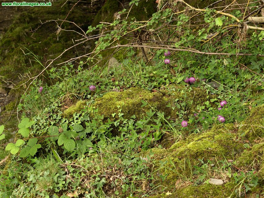 Trifolium medium