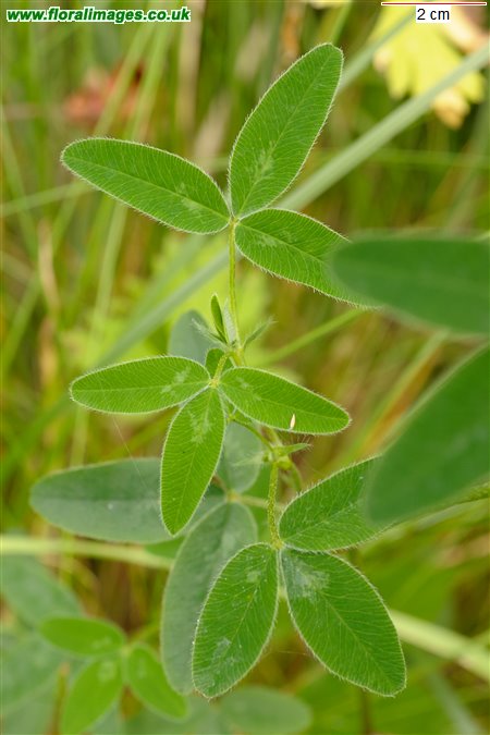 Trifolium medium