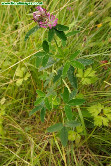 Trifolium medium