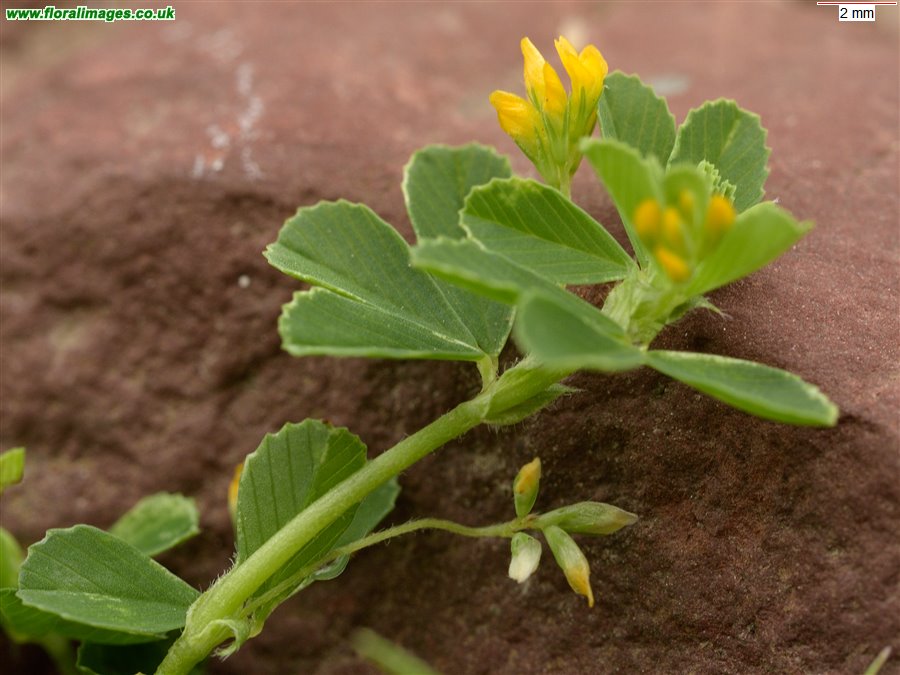 Trifolium micranthum