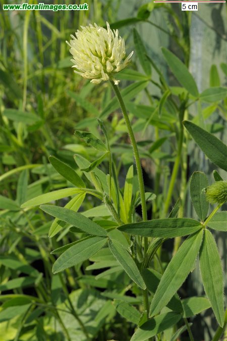Trifolium ochroleucon