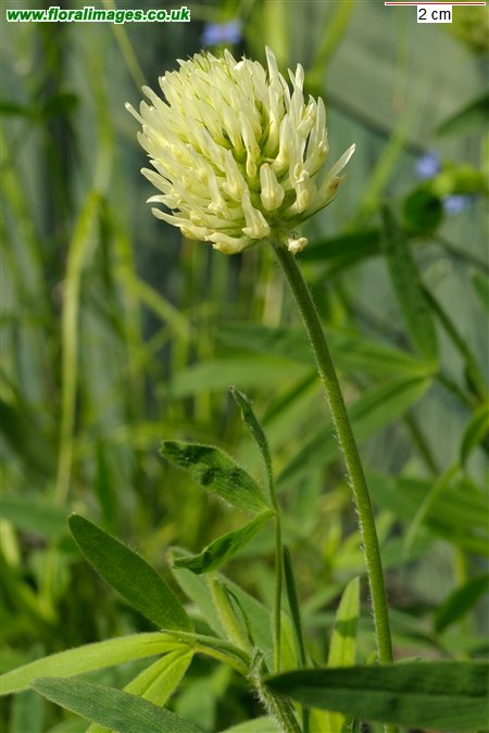 Trifolium ochroleucon
