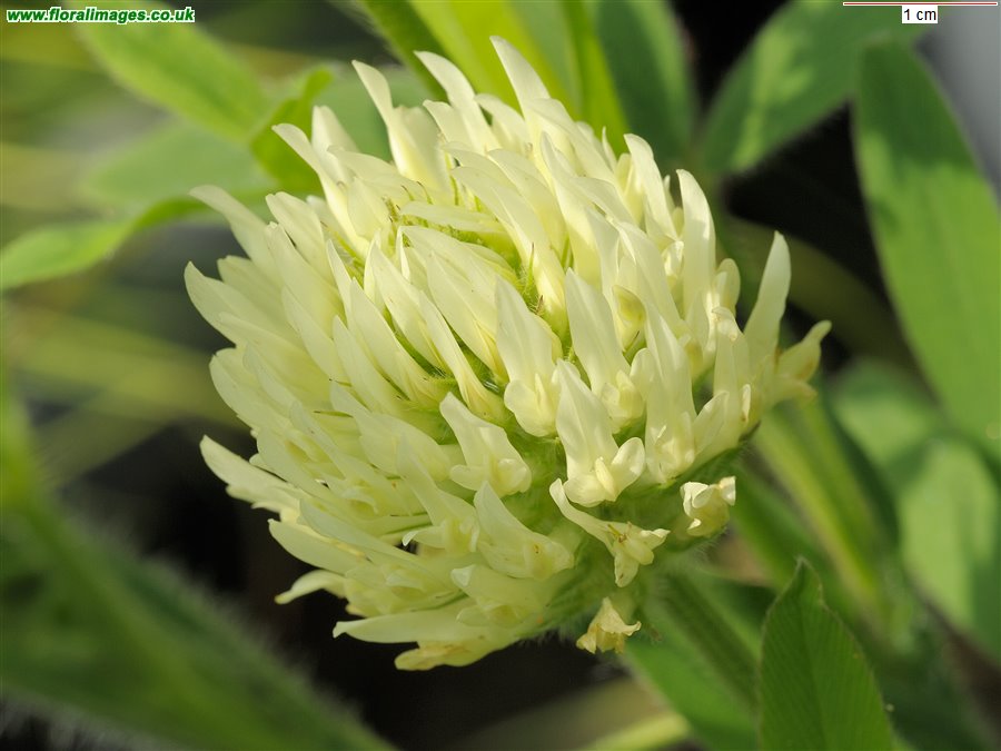 Trifolium ochroleucon