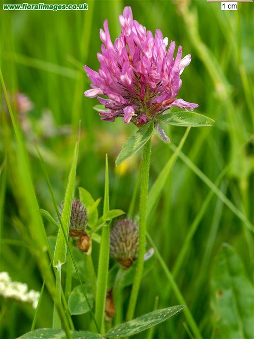 Trifolium pratense