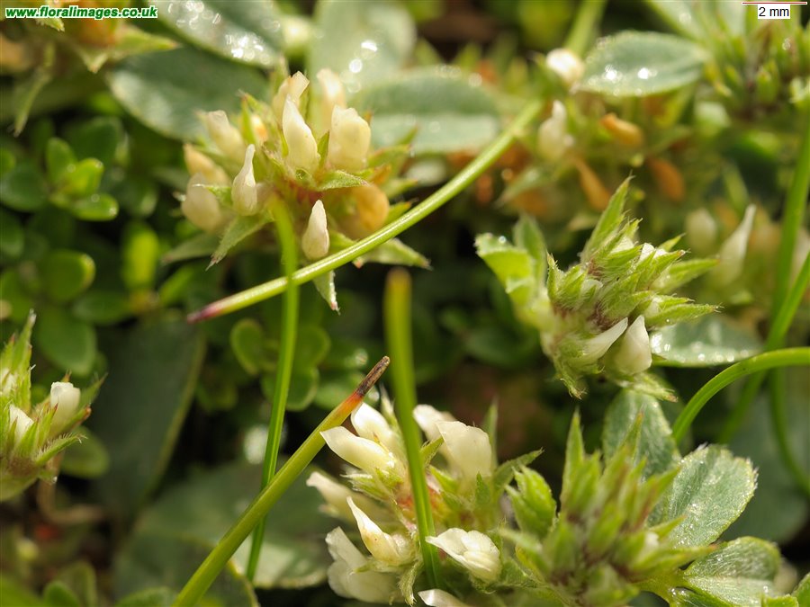Trifolium scabrum
